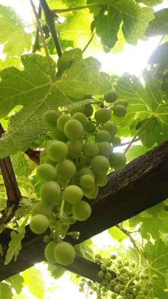 Selçuklu Hamamı — fotoğraf 3