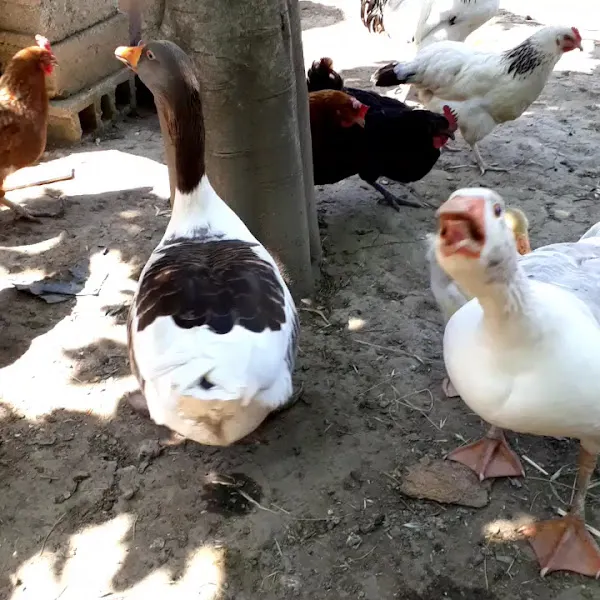Şifa Hamamı — fotoğraf 3