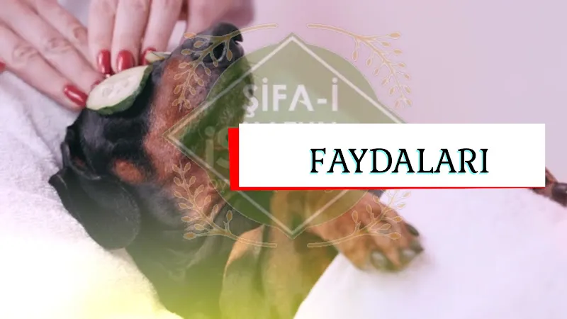 Şifa-i Hatun Bayan Masaj Salonu — fotoğraf 2